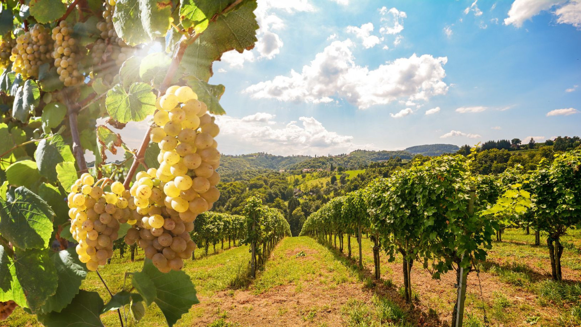 Nazomeren - Piemonte - Agriturismo - wijn - druiven - Unesco - Werelderfgoed